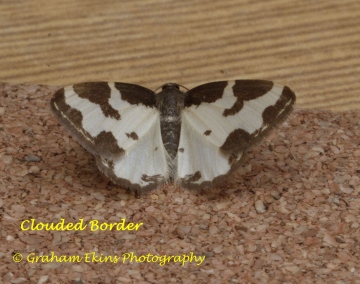 Clouded Border  Lomaspilis marginata Copyright: Graham Ekins