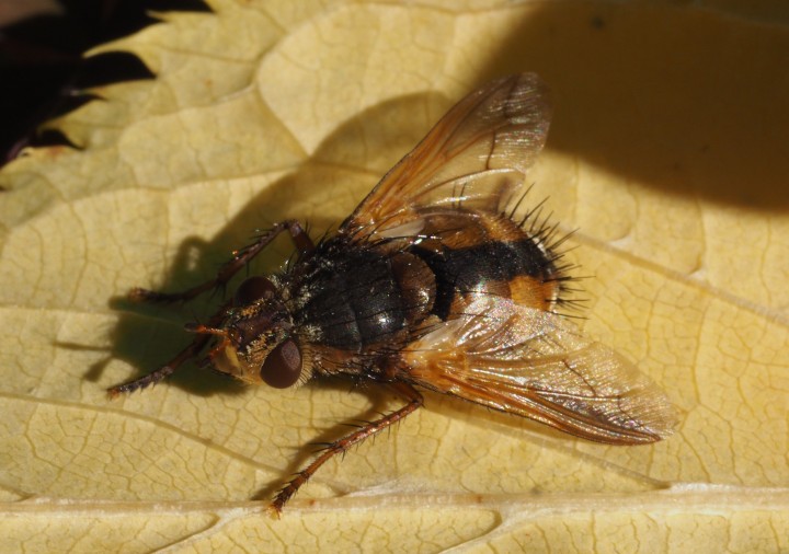 Tachina fera Copyright: Daniel Blyton