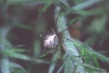 Theridion pictum Copyright: Peter Harvey