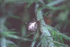 Theridion pictum