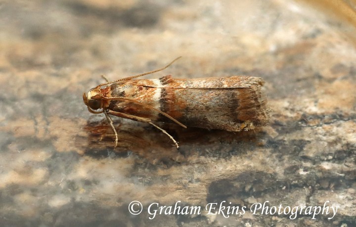 Acrobasis tumidana 4 Copyright: Graham Ekins