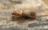 Acrobasis tumidana 4 Copyright: Graham Ekins