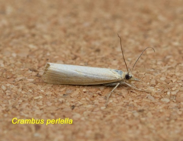 Crambus perlella 2 Copyright: Graham Ekins