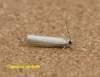 Crambus perlella 2 Copyright: Graham Ekins