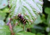 Wasp Beetle 2 