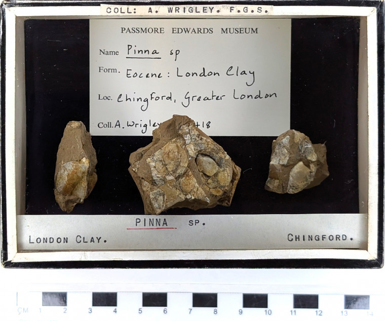 Chingford London Clay Fossils Pinna bivalve Copyright: Arthur Wrigley Collection