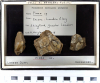 Chingford London Clay Fossils Pinna bivalve 