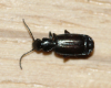 Microlestes minutulus