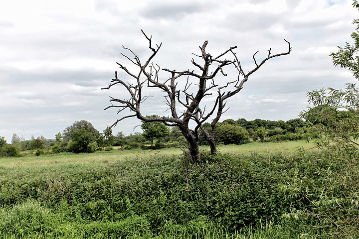 By the River Roding - 4 (20 May 2011) Copyright: Leslie Butler