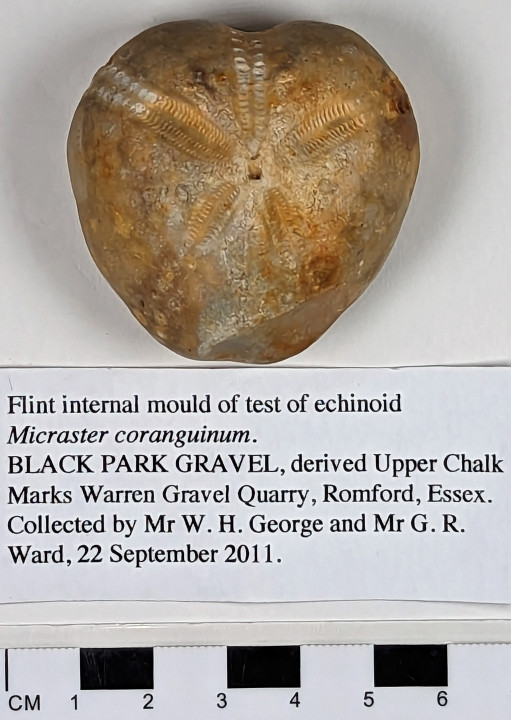 Flint mould of sea-urchin from Black Park Gravel Copyright: William George