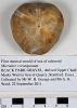 Flint mould of sea-urchin from Black Park Gravel 