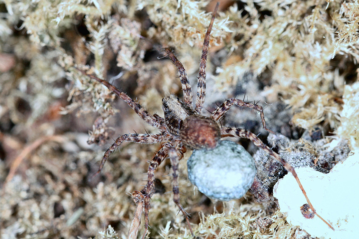 Pardosa  - female5 (1 May 2011) Copyright: Leslie Butler