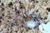 Pardosa  - female5 (1 May 2011) 