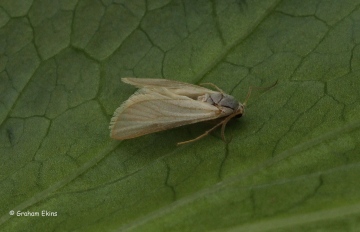 Acentria ephemerella 2 Copyright: Graham Ekins