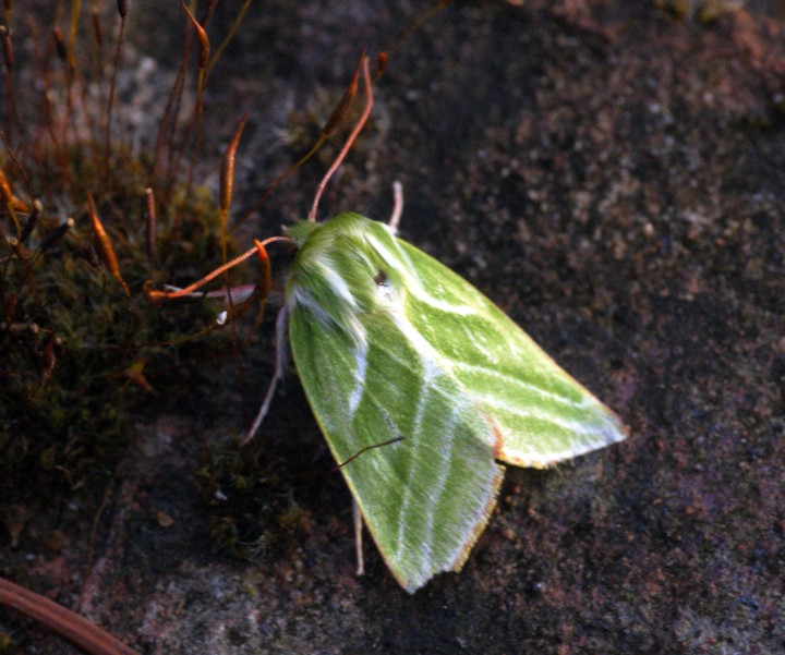 Green Silver-lines Copyright: Ben Sale