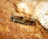 Epinotia tenerana Copyright: Ben Sale