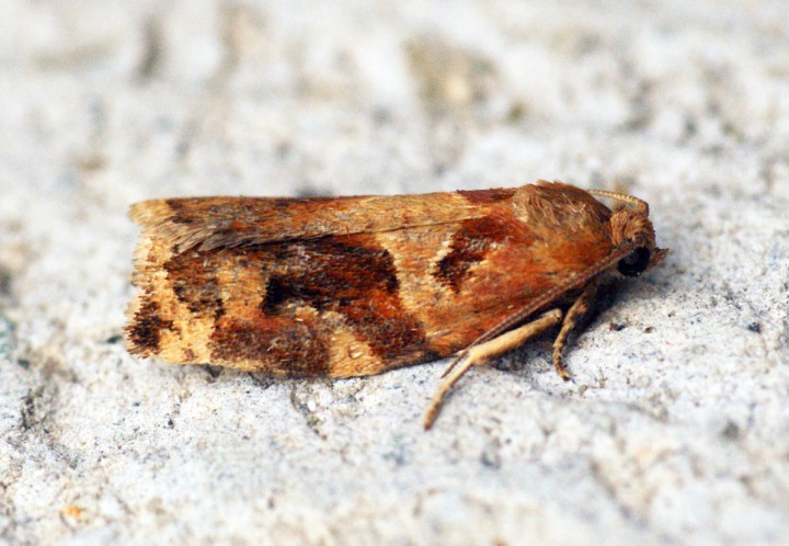 Variegated Golden Tortrix (Archips xylosteana) 2 Copyright: Ben Sale