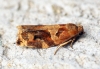 Variegated Golden Tortrix (Archips xylosteana) 2