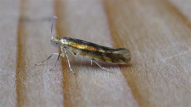 Argyresthia goedartella. Copyright: Stephen Rolls