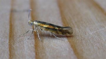 Argyresthia goedartella. Copyright: Stephen Rolls