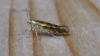 Argyresthia goedartella. Copyright: Stephen Rolls