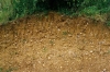 Close up of glacial gravel in Wades Hall Gravel Pit in 1980