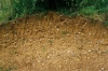Close up of glacial gravel in Wades Hall Gravel Pit in 1980 