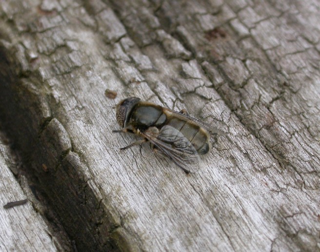 A hoverfly - Eristalinus sp Copyright: Malcolm Riddler