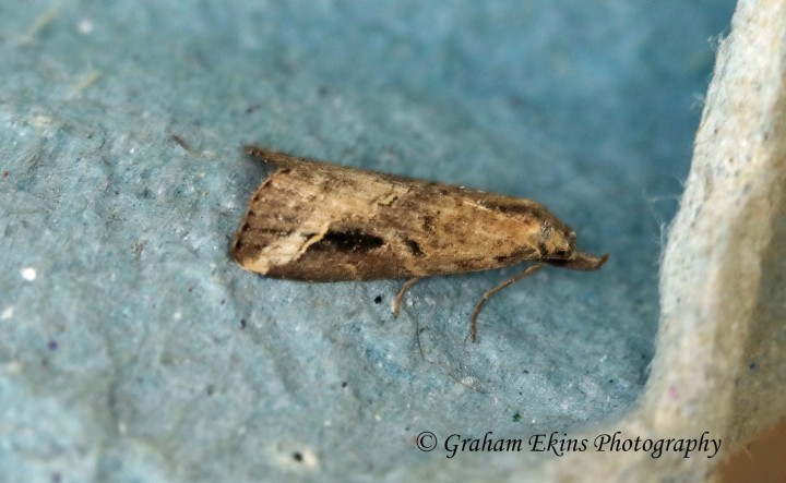 Pinion-streaked Snout  Schrankia costaestrigalis Copyright: Graham Ekins