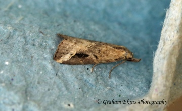 Pinion-streaked Snout  Schrankia costaestrigalis Copyright: Graham Ekins