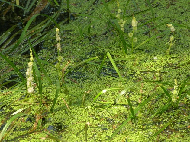 Unbranched Bur-reed - Sparganium emersum August 2009 Copyright: B Ruggles 2009