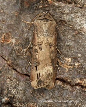 Dark Sword Grass  Agrotis ipsilon Copyright: Graham Ekins