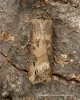 Dark Sword Grass  Agrotis ipsilon 