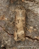 Dark Sword Grass  Agrotis ipsilon