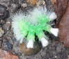 CATERPILLAR IN THORNDON 