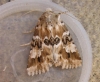 Dusky Sallow Copyright: Stephen Rolls