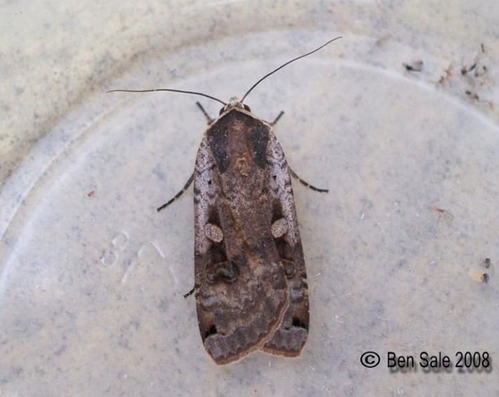 Large Yellow Underwing 5 Copyright: Ben Sale