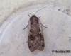 Large Yellow Underwing 5 Copyright: Ben Sale