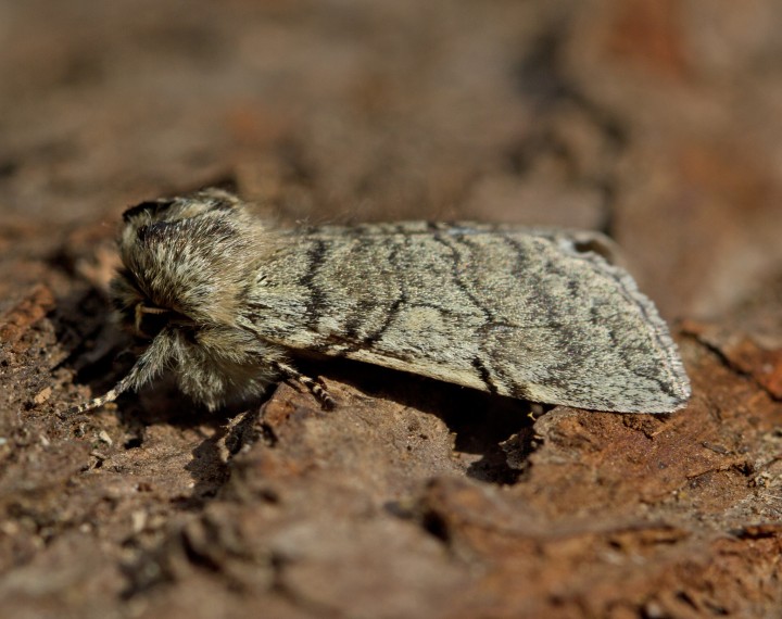 Yellow-horned Achlya flavicornis Copyright: Graham Ekins