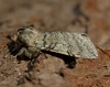 Yellow-horned Achlya flavicornis