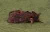 Iron Prominent  Notodonta dromedarius Copyright: Graham Ekins