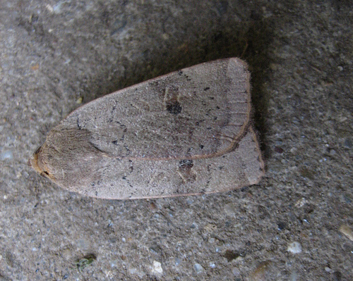 Lesser Yellow Underwing. Copyright: Stephen Rolls