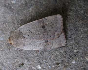 Lesser Yellow Underwing. Copyright: Stephen Rolls