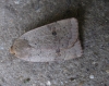 Lesser Yellow Underwing. Copyright: Stephen Rolls