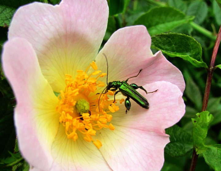 Oedemera nobilis 2 Copyright: Graham Smith