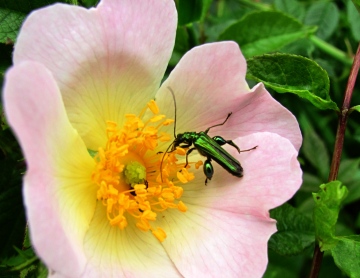 Oedemera nobilis 2 Copyright: Graham Smith