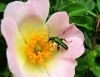 Oedemera nobilis 2