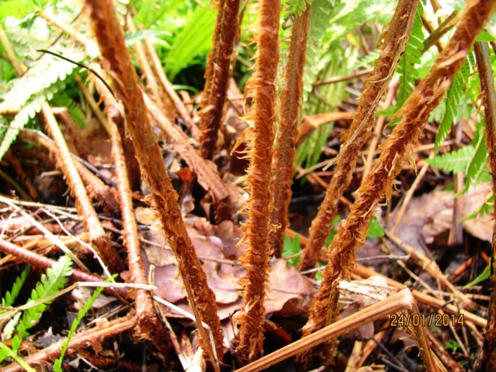 Scaly Male Fern - stem Copyright: Graham Smith