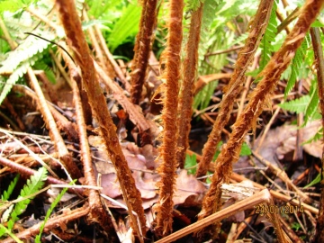 Scaly Male Fern - stem Copyright: Graham Smith