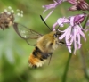 nectaring on Ragged Robin 